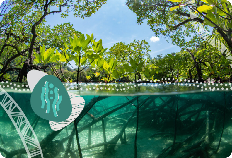 An underwater view of a mangrove forest showing green leaves above and tree roots submerged below. A decorative graphic element overlays the image, featuring an abstract design with wavy lines and dots. The sky is clear and blue.