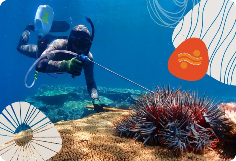 A scuba diver in a camouflage suit examines a crown-of-thorns starfish underwater. The coral reef and clear blue water surround them. Abstract shapes with lines and dots are overlaid on the image.